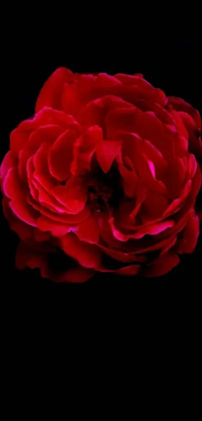 Elegant red rose on dark background wallpaper.