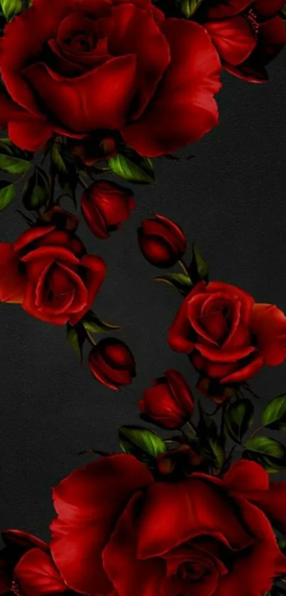 Elegant red roses on a black background wallpaper.