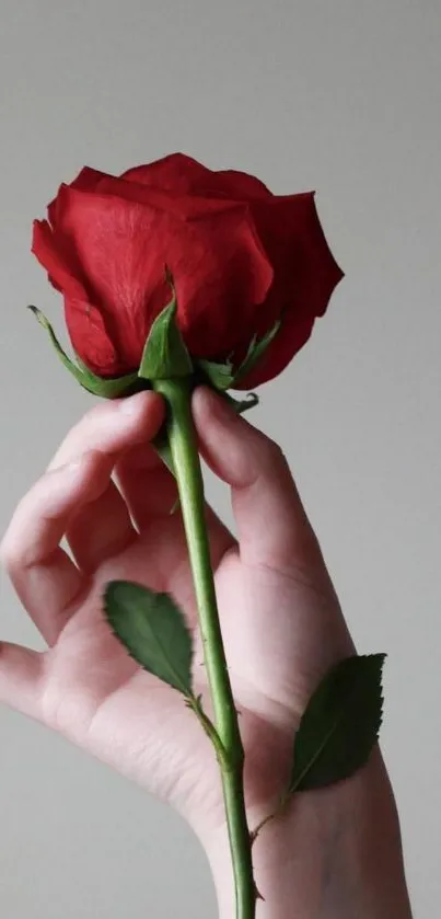 Red rose held in a hand against a soft background.