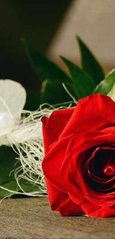 Close-up of a vibrant red rose with green leaves in rustic setting.