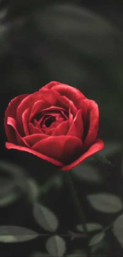 Mobile wallpaper featuring a vivid red rose on a dark background.