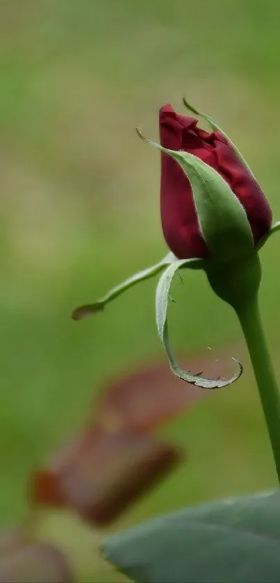 Close-up of a red rosebud with a green background.