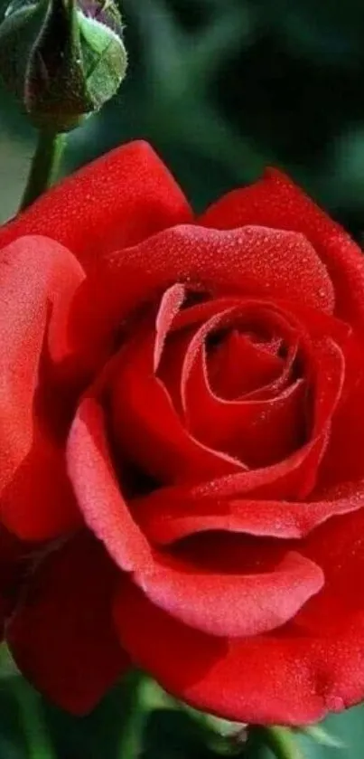 Vibrant red rose with dewy petals in bloom.