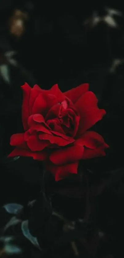 Stunning red rose on a dark background wallpaper.