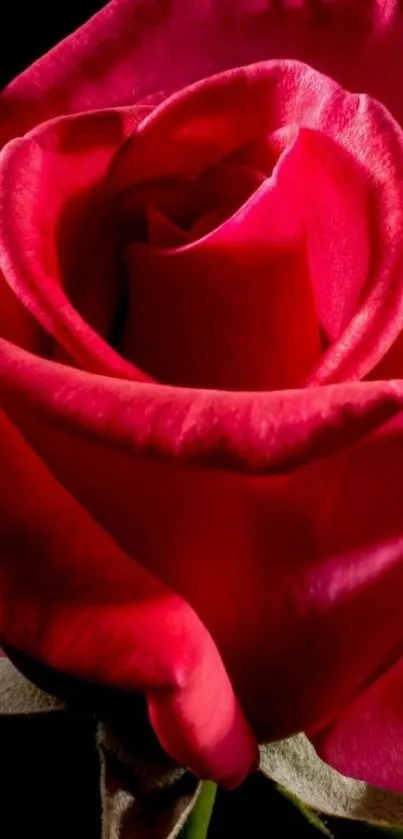 Close-up of a vibrant red rose on black background.