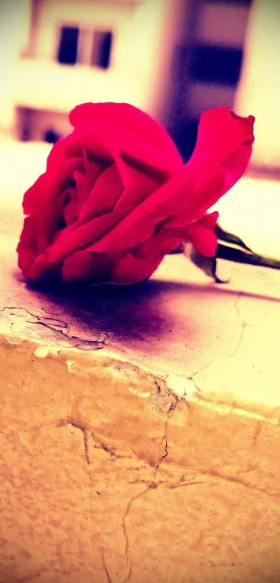 Beautiful red rose on a textured urban surface.