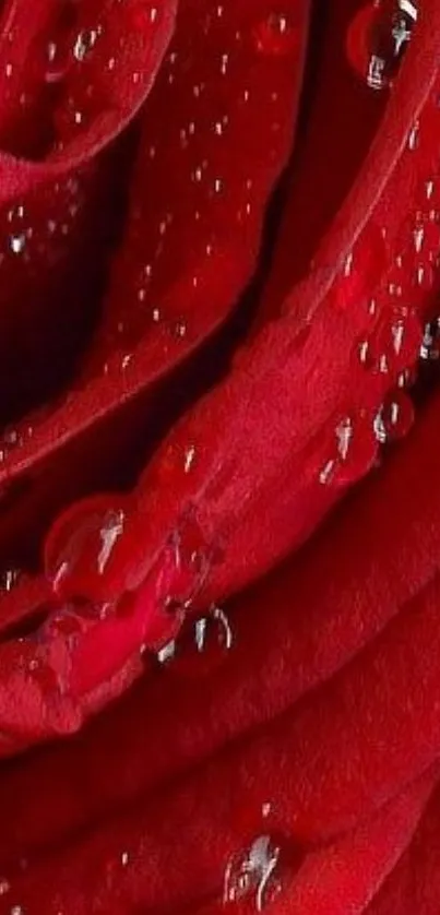 Close-up red rose petals with dew drops