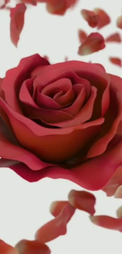 Elegant red rose with scattered petals on white background.