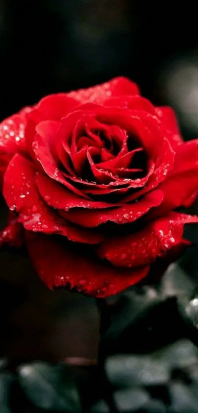 Elegant red rose with dew drops and dark backdrop.