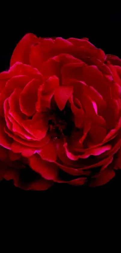 Vibrant red rose on dark background wallpaper.