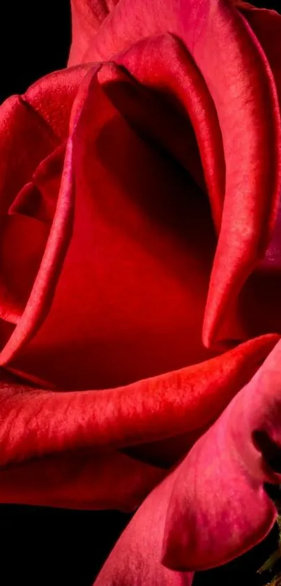 Close-up of a vibrant red rose against a dark background, showcasing elegant petals.