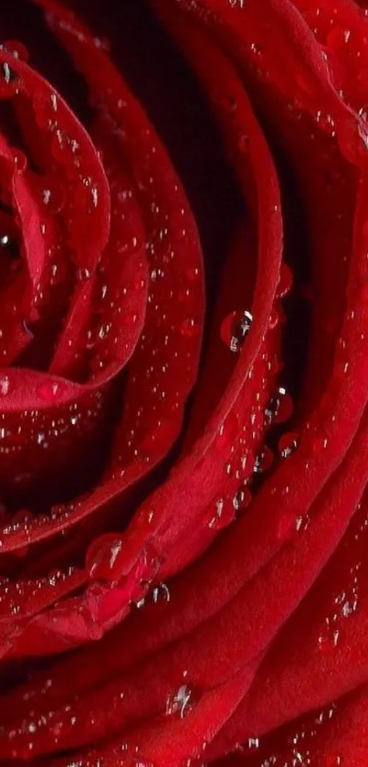 Close-up of a vibrant red rose with dewdrops.