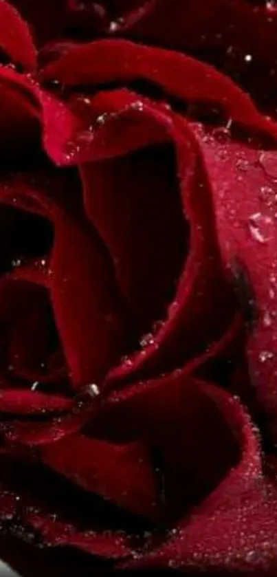 Close-up of a red rose with dew drops, perfect for mobile wallpaper.