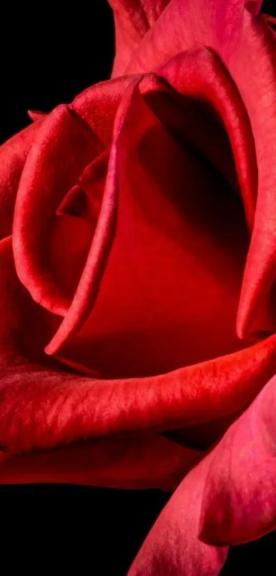 Close-up of a vibrant red rose on black background mobile wallpaper.