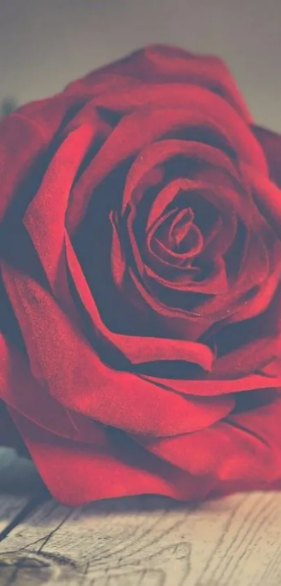 Close-up of a vibrant red rose on wooden background.