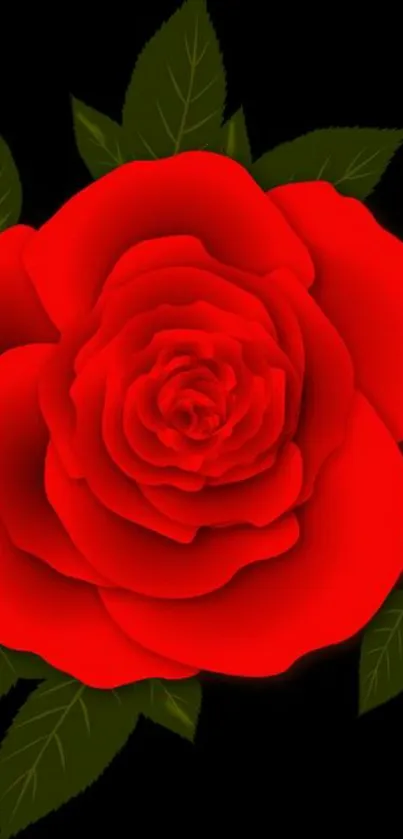 Red rose on dark background with green leaves.