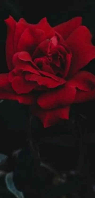 A dark, elegant red rose on a black background.