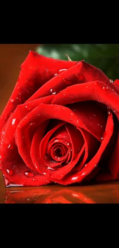 Close-up of a red rose with dewdrops on petals.