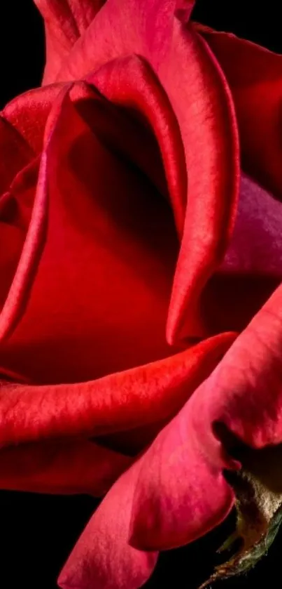 Close-up of a vibrant red rose on a black background.