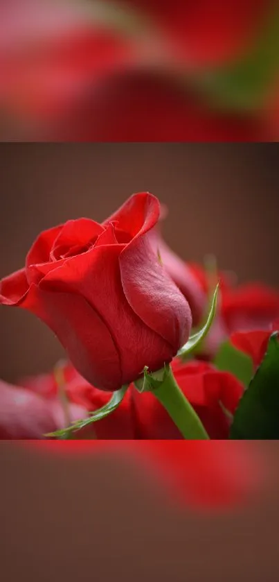 Elegant red rose mobile phone wallpaper with vibrant petals.