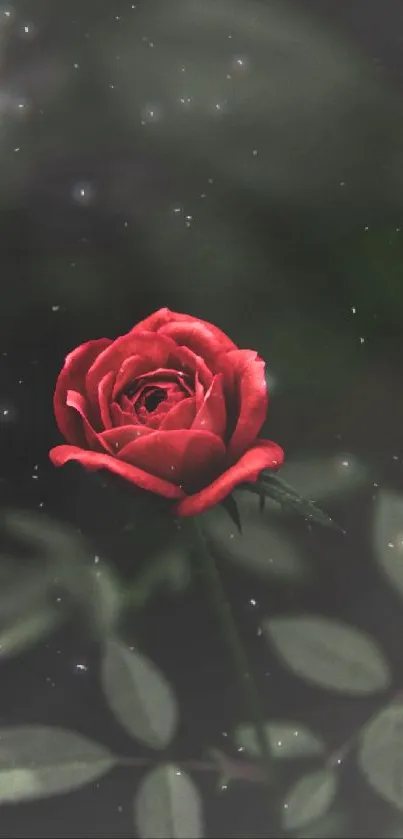 Elegant crimson red rose with a dark, serene background.