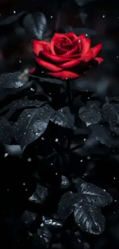 A vivid red rose on a dark, dramatic background.