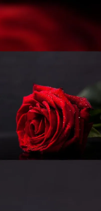 Elegant red rose on dark background wallpaper.