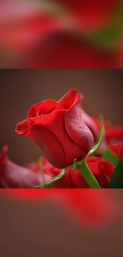 Close-up of a vibrant red rose with green leaves.