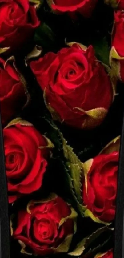 Red roses framed by black curves on wallpaper.