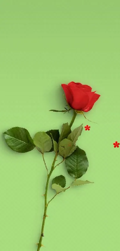 Red rose on a light green background, elegant and fresh mobile wallpaper.