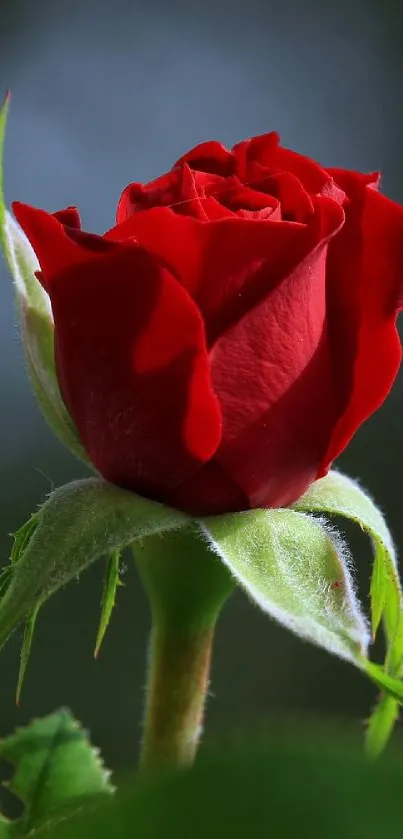 Elegant red rose with green leaves in soft natural light.