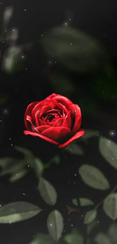 Elegant red rose with green leaves against a dark background.