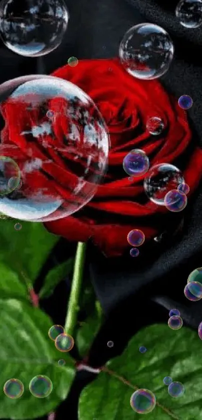 Elegant red rose with bubbles on dark background.