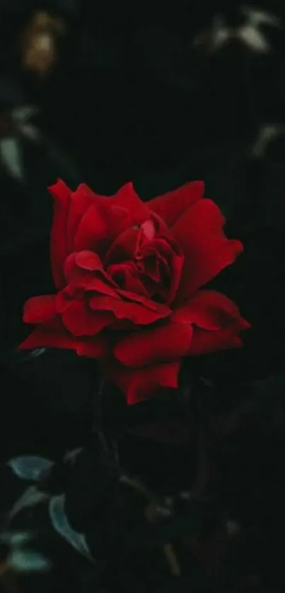 Elegant red rose on dark background phone wallpaper.