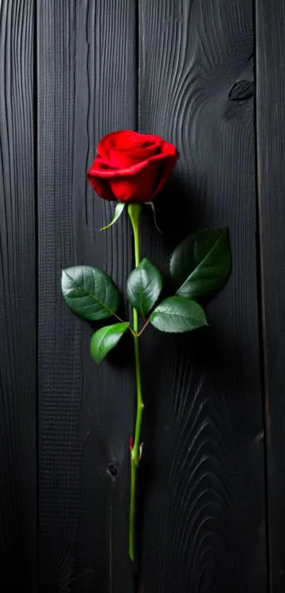 Vibrant red rose on black wooden background, elegant phone wallpaper.