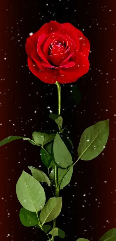 Red rose with green leaves on a dark background.
