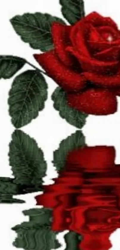 Red rose with reflection on white background.