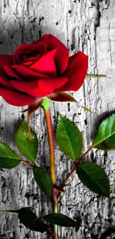 Red rose on gray textured background wallpaper.