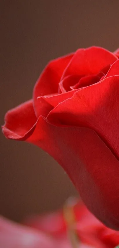 Close-up of a vibrant red rose highlighting petals.