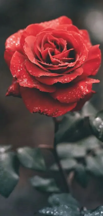 Vibrant red rose with water droplets on petals and leaves.