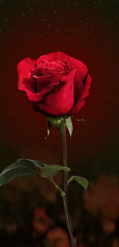 Red rose on dark background, romantic mobile wallpaper.