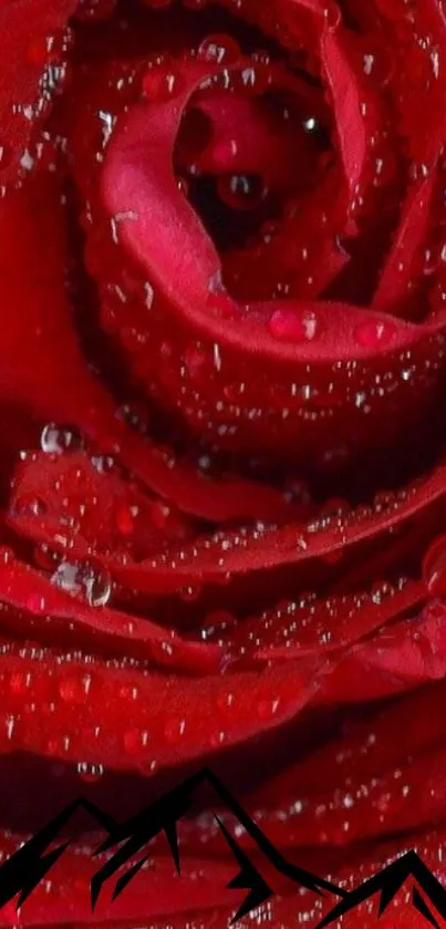 Close-up of a red rose with dewdrops, ideal for phone wallpaper.