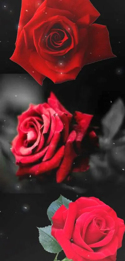 Three elegant red roses on a dark background.