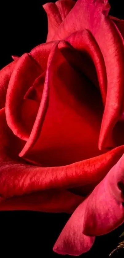 Close-up of a vibrant red rose on black background for mobile wallpaper.