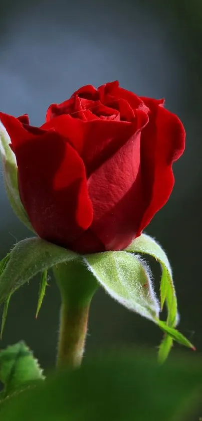 Red rose with lush green leaves on a blurred background.