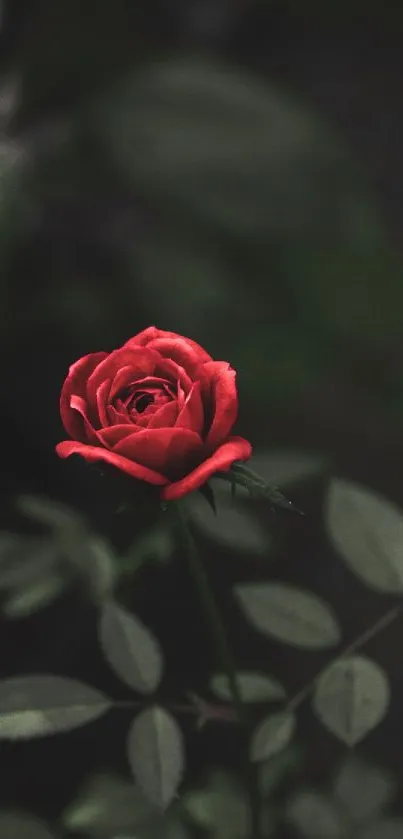 Mobile wallpaper featuring an elegant red rose against a dark leafy background.