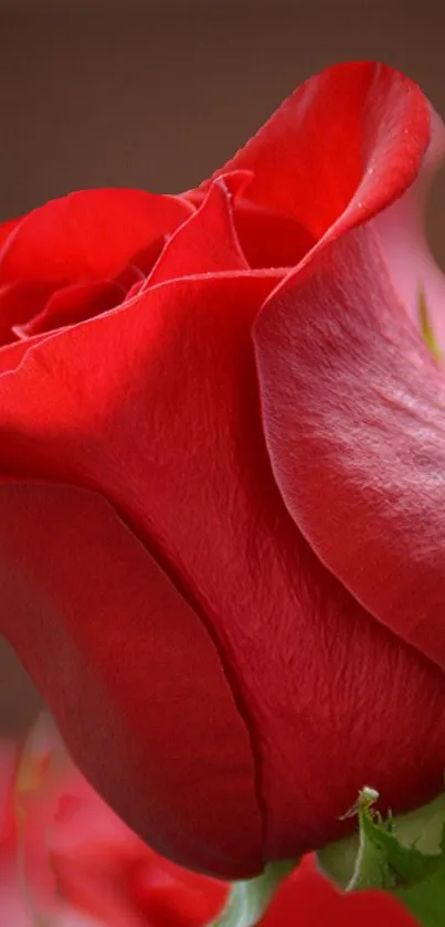 Close-up of a vibrant red rose on mobile wallpaper.