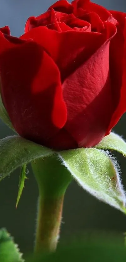 Close-up of elegant red rose with detailed petals and green leaves.