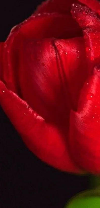 Close-up of a red rose with dew droplets on petals.