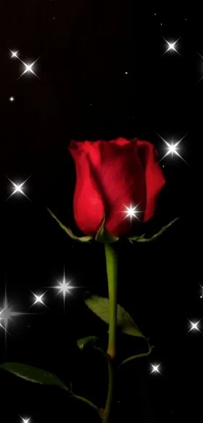 Red rose with shimmering stars on dark background.